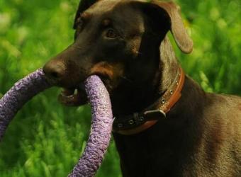 What Veterinarians Want You to Look For in a Chew Toy