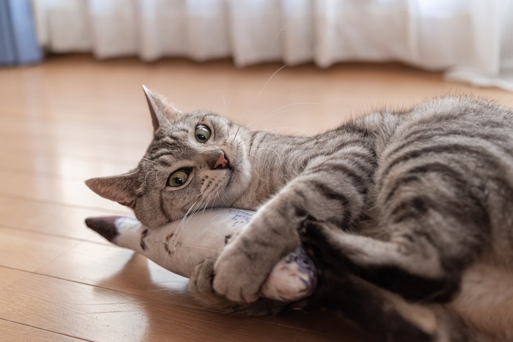 Cat playtime, Duluth GA Gray tabby cat lying on a wood floor playing with a plush fish toy, a favorite enrichment activity recommended by our Duluth, GA veterinarian