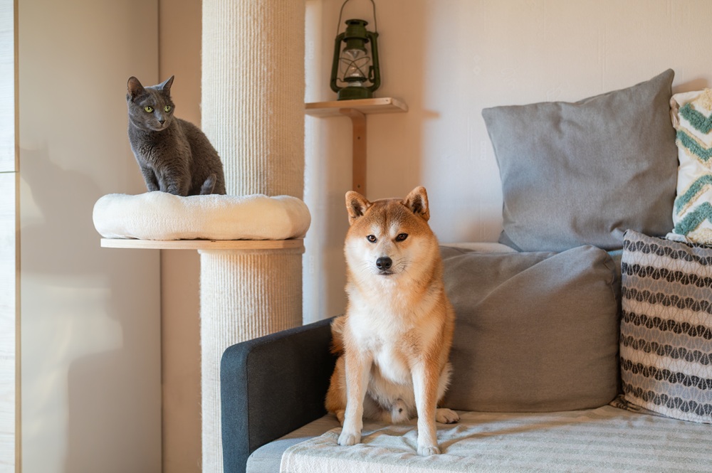 Cat and dog at home, Duluth GA Gray cat sitting on a cat tree perch above a Shiba Inu sitting on a couch in a cozy living room