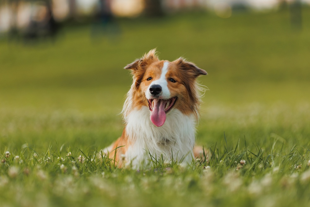 Brown and white border collie lying in the grass, panting happily after playtime