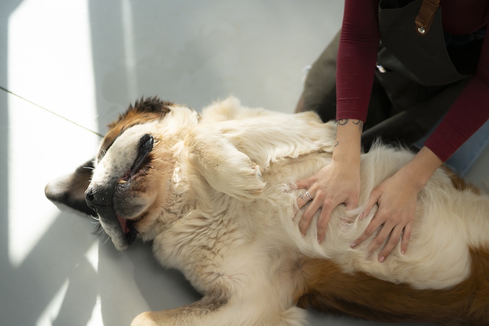 Dog grooming services, Duluth GA Large Saint Bernard type dog lying on its back while a groomer in an apron gently rubs its belly