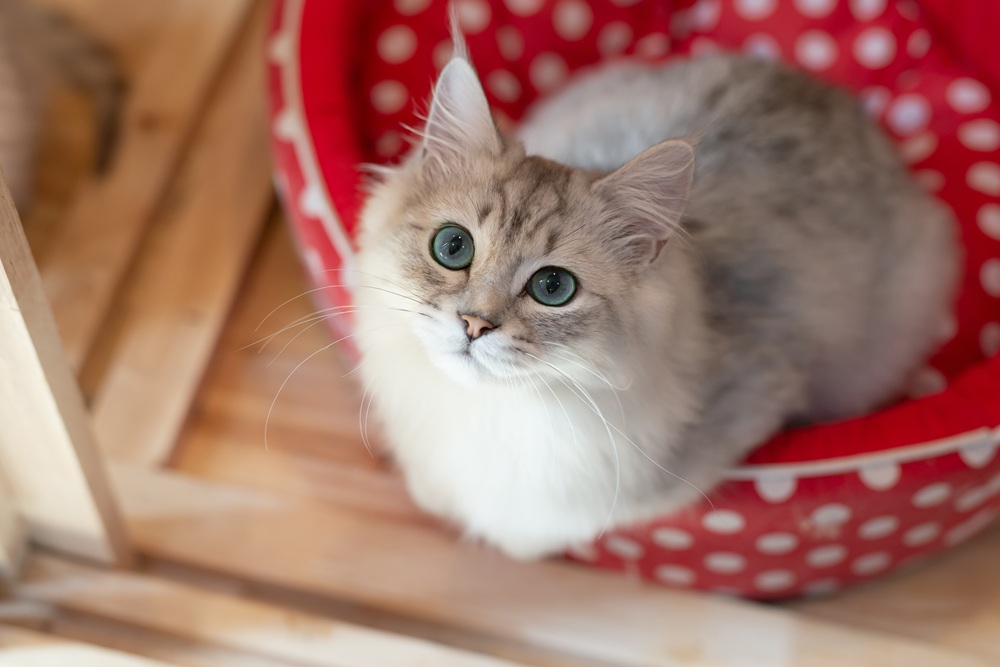 Cat wellness care, Duluth GA Fluffy cream and gray cat with green eyes sitting alert in a red polka dot pet bed
