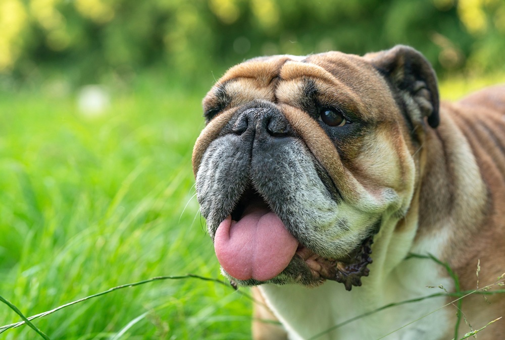Bulldog outdoors, Duluth GA Close-up of an English bulldog wrinkled face with its tongue out in a grassy field