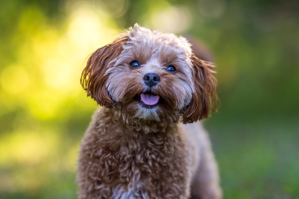 Happy dog checkup, Duluth GA Curly coated brown dog with blue eyes smiling outdoors on a sunny day