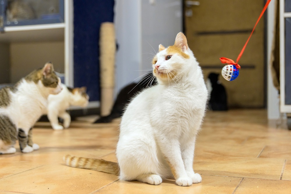 Cat behavior and enrichment, Duluth GA White cat with orange patches sitting on a tile floor watching a hanging toy, with two cats in the background