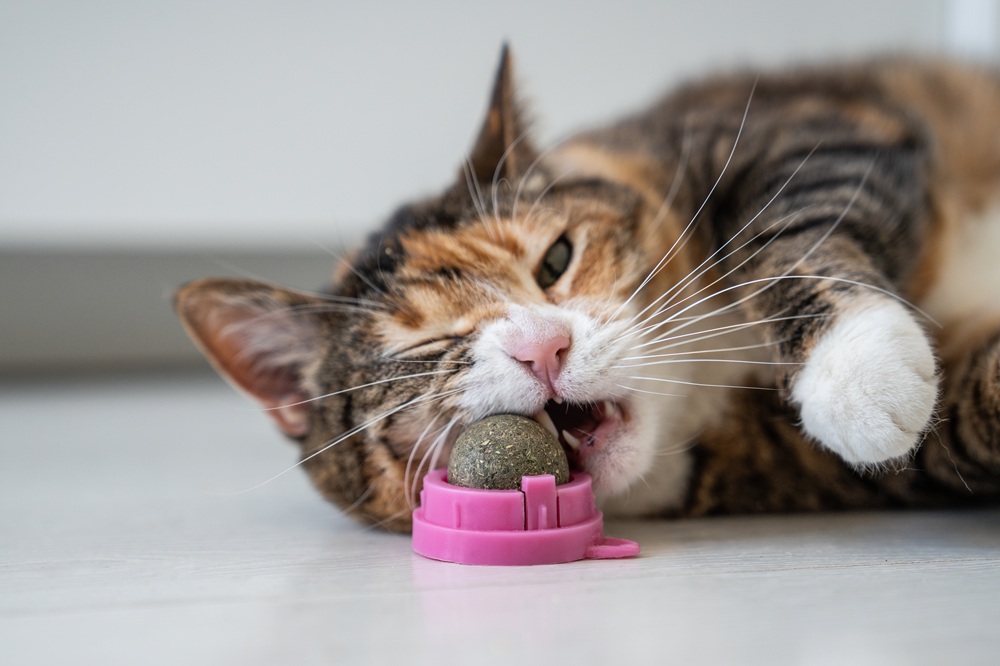 Cat enrichment toys, Duluth GA Tabby and white cat lying on its side chewing a pink treat dispenser toy